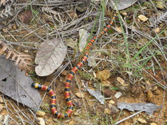 Micrurus ephippifer
