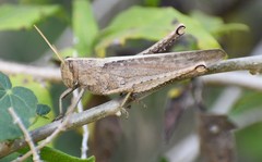 Schistocerca impleta