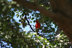 Pyrocephalus rubinus