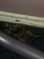 Lampropeltis calligaster