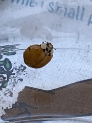 Harmonia axyridis