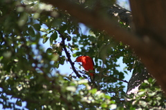 Pyrocephalus rubinus