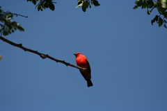 Pyrocephalus rubinus