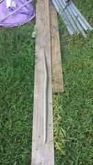 Lampropeltis calligaster