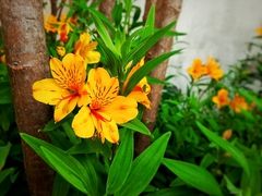 Alstroemeria