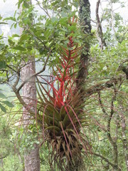 Tillandsia calothyrsus