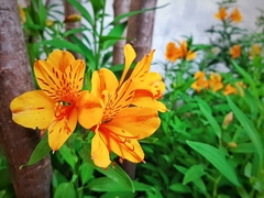 Alstroemeria