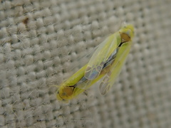 Lindbergina aurovittata