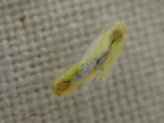 Lindbergina aurovittata