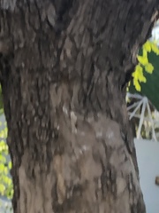 Jacarandeae