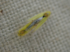 Lindbergina aurovittata
