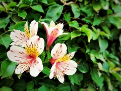 Alstroemeria