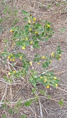 Capsicum rhomboideum