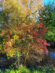 Euonymus europaeus