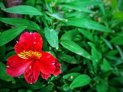 Alstroemeria