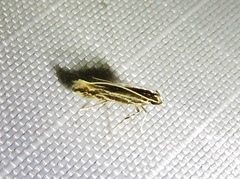 Eralea albalineella