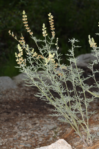 Dedecker lupine (Lupinus padre-crowleyi)