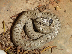 Macroprotodon brevis