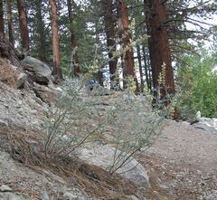 Lupinus padre-crowleyi