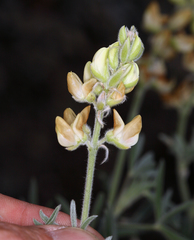 Lupinus padre-crowleyi