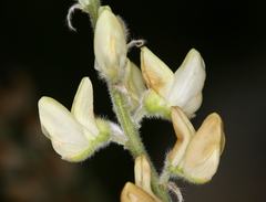 Lupinus padre-crowleyi