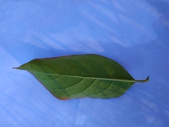Euonymus europaeus