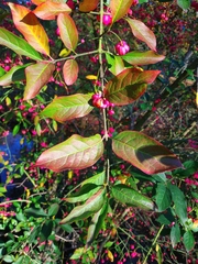 Euonymus europaeus