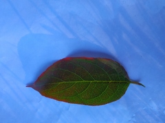 Euonymus europaeus