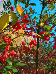 Euonymus europaeus