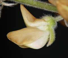 Lupinus padre-crowleyi