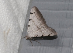 Digrammia triviata