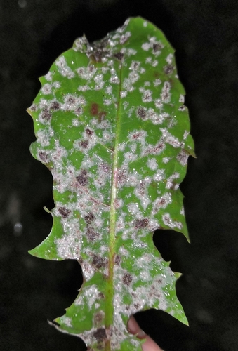Podosphaera erigerontis-canadensis