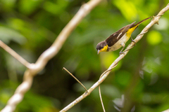 Hemithraupis flavicollis