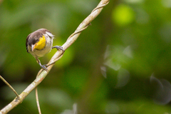 Hemithraupis flavicollis