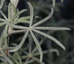 Lupinus padre-crowleyi