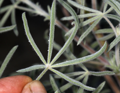 Lupinus padre-crowleyi