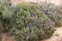 Tecticornia halocnemoides