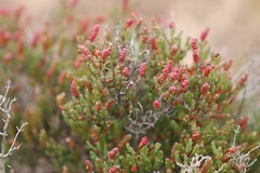 Tecticornia halocnemoides