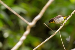 Hemithraupis flavicollis