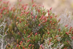 Tecticornia halocnemoides