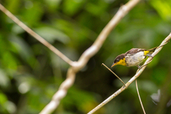 Hemithraupis flavicollis