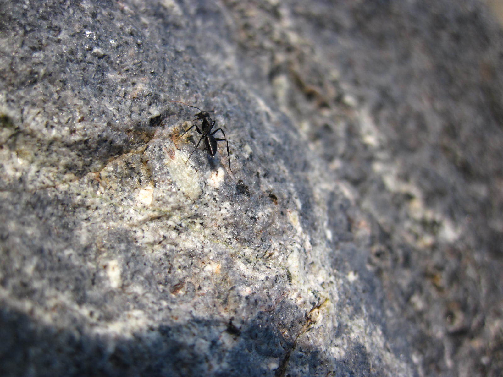 Camponotus morosus