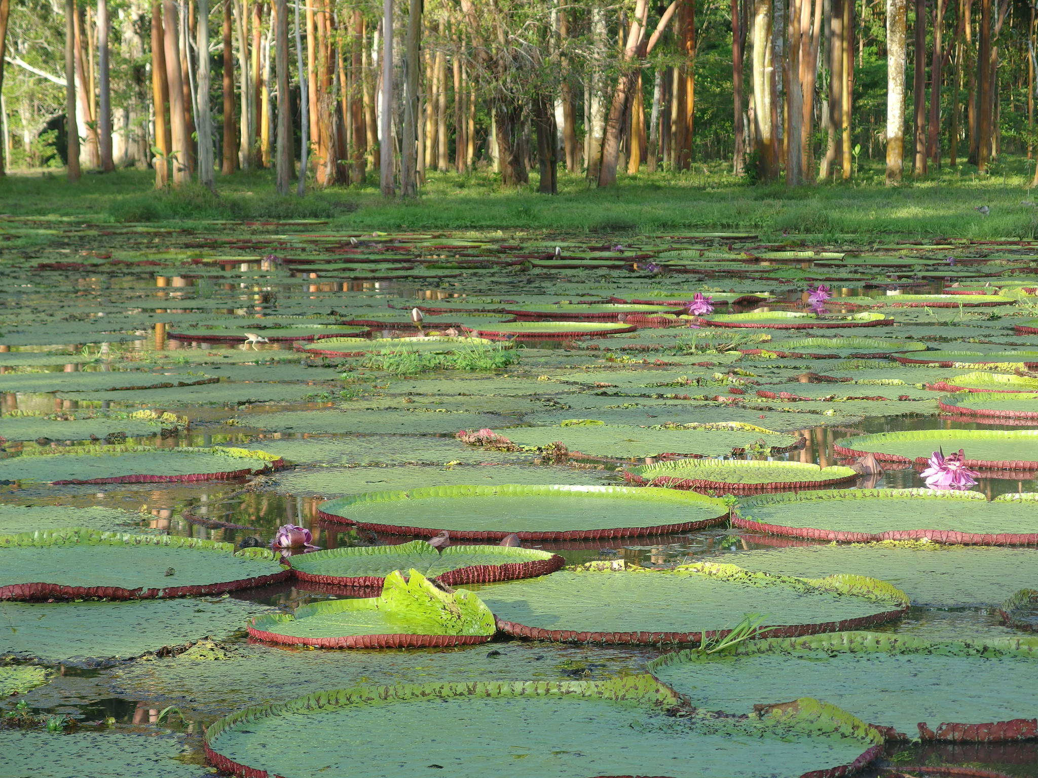 Victoria amazonica