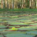 Amazon Giant Waterlily - Photo (c) Laurel, some rights reserved (CC BY-NC), uploaded by Laurel