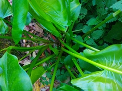 Zantedeschia aethiopica