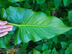 Zantedeschia aethiopica
