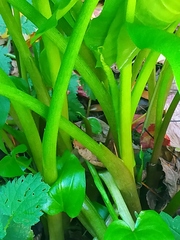 Zantedeschia aethiopica