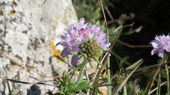 Scabiosa