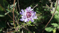 Scabiosa