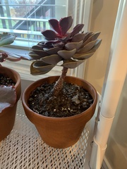 Echeveria gibbiflora × potosina